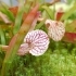 Sarracenia oreophila x leucophylla (Schlauchpflanze)